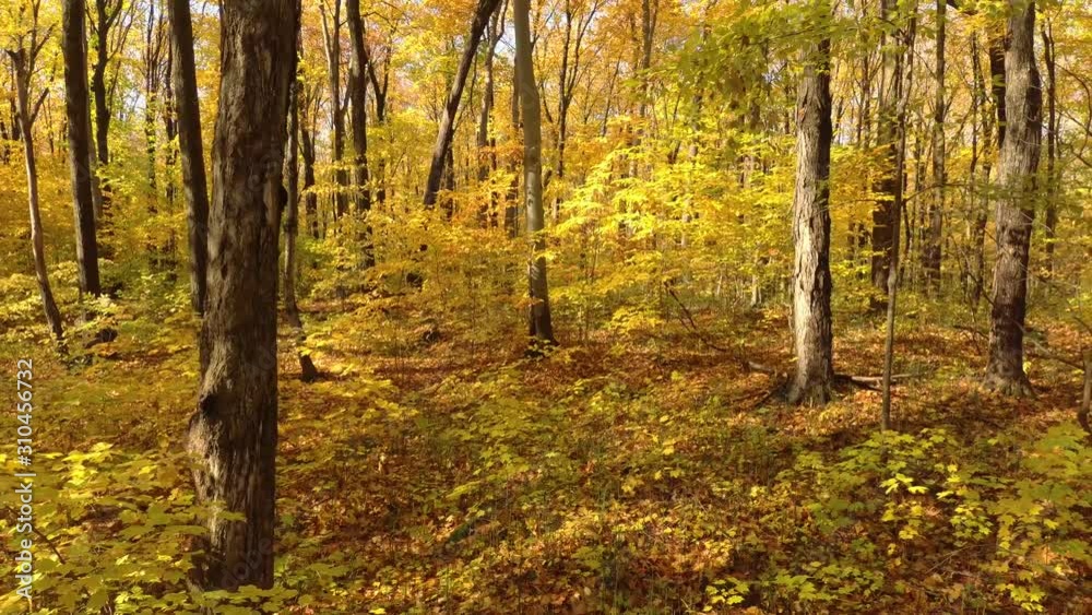 Drone moving upwards between treesin Canadian woodlands during fall Drone moving upwards between treesin Canadian woodlands during fall