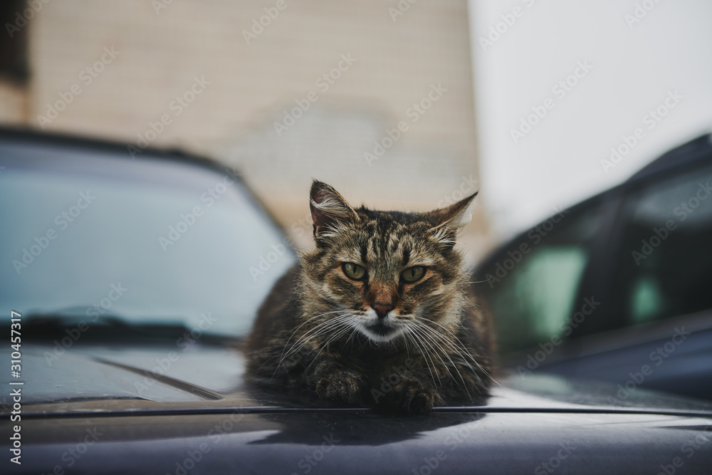 Lonely yard cat with green eyes sitting on the hood of a black car. Beautiful Animal looking to a camera. The cat is warming. Lonely yard cat with green eyes sitting on the hood of a black car. Beautiful Animal looking to a camera. The cat is warming.