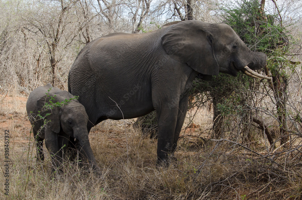 Eléphant d'Afrique, Loxodonta africana, Parc national Kruger, Afrique du Sud