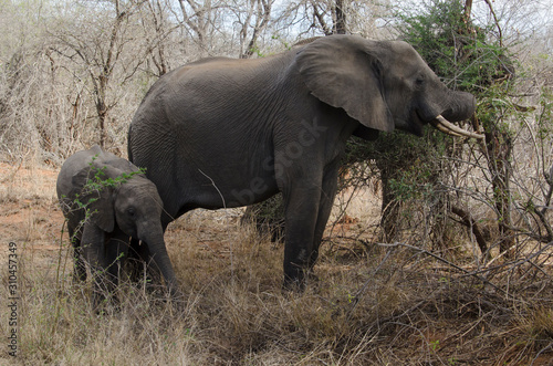 El  phant d Afrique  Loxodonta africana  Parc national Kruger  Afrique du Sud