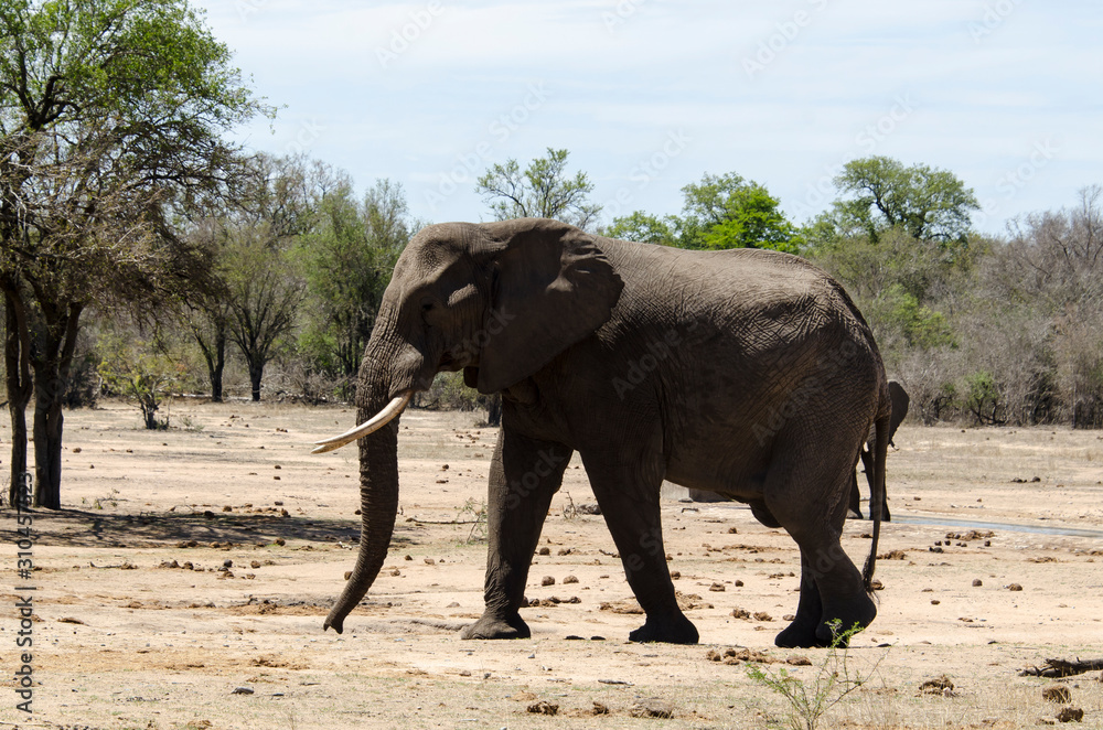 Fototapeta premium Eléphant d'Afrique, Loxodonta africana, Parc national Kruger, Afrique du Sud