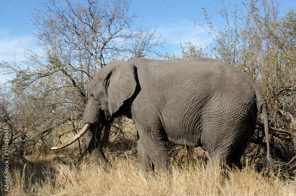 Eléphant d'Afrique, gros porteur, Loxodonta africana, Parc national Kruger, Afrique du Sud