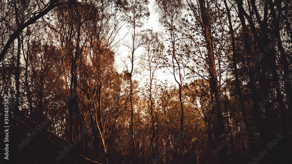 Fototapeta premium The Spooky Forest