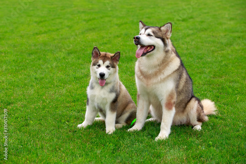 Fotografie Two dogs breed Alaskan Malamute