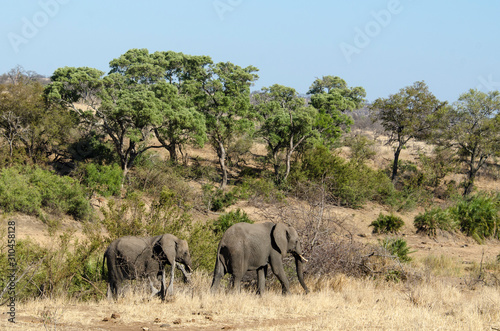 El  phant d Afrique  Loxodonta africana  Parc national Kruger  Afrique du Sud