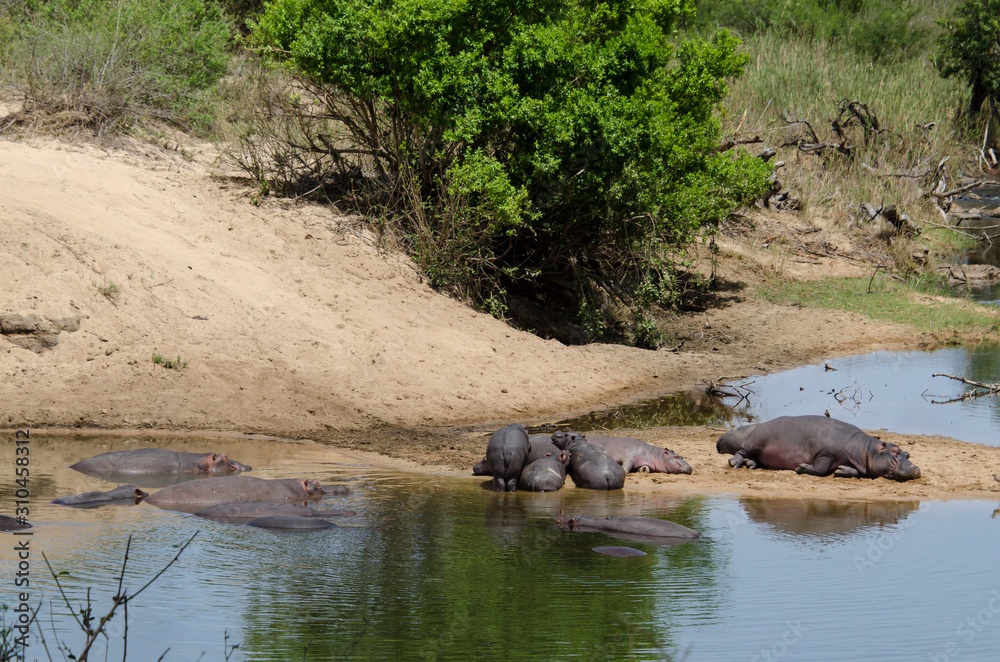 Hippopotame, Hippopotamus amphibius, Parc national Kruger, Afrique du Sud