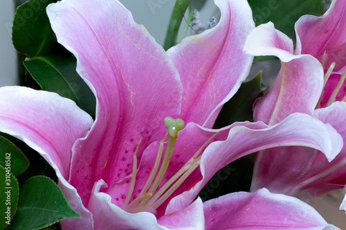 Close de uma linda orquidea rosa abrindo photo