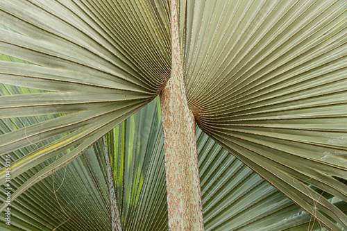 folhas de palmeira latania lontaroides