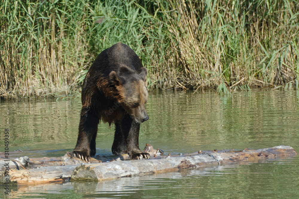 Ours brun Ours brun