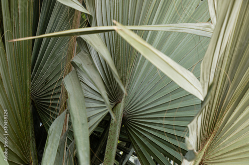 folhas de palmeira latania lontaroides photo