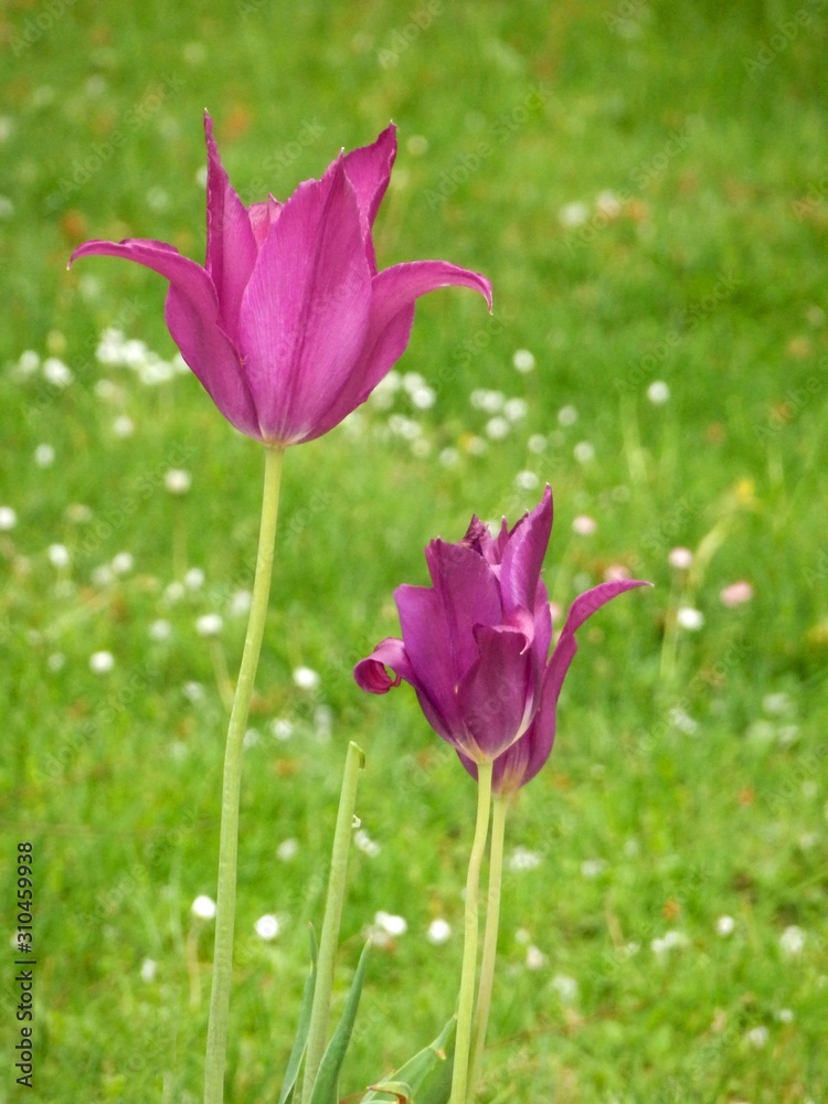 Obraz premium garden
