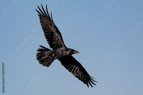 Raven in flight