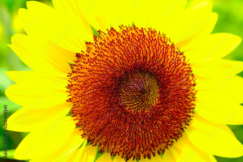 A large bright sunflower with petals resembling a solar halo and an orange core in focus. A large bright sunflower with petals resembling a solar halo and an orange core in focus.