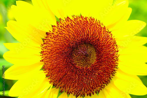 A large bright sunflower with petals resembling a solar halo and an orange core in focus.