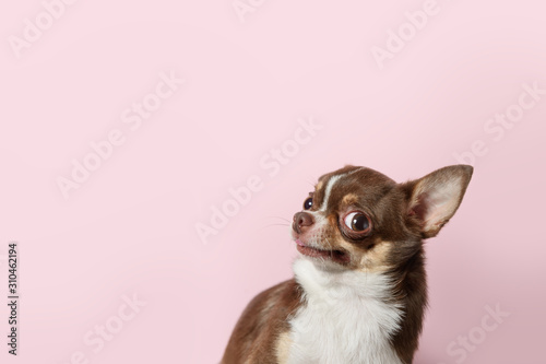 Cute brown mexican chihuahua dog isolated on light pink background. Outraged, unhappy dog looks left. Copy Space photo