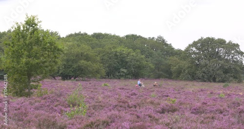Cyclists and mobility scooter across rolling Dutch heathland. In late summer, the heathlands are in bloom and form one big purple carpet.