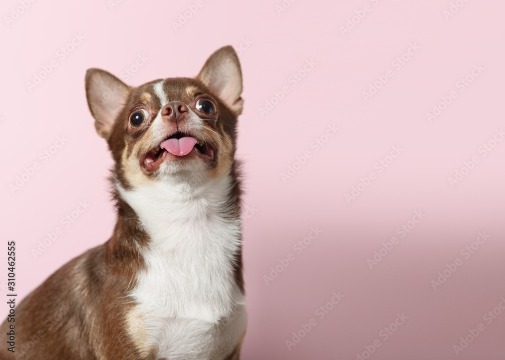 Happy brown mexican chihuahua dog with tongue out isolated on light pink background. Dog looks up. Copy Space