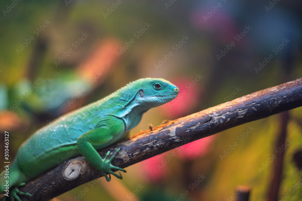 Large tree lizards of the Iguan