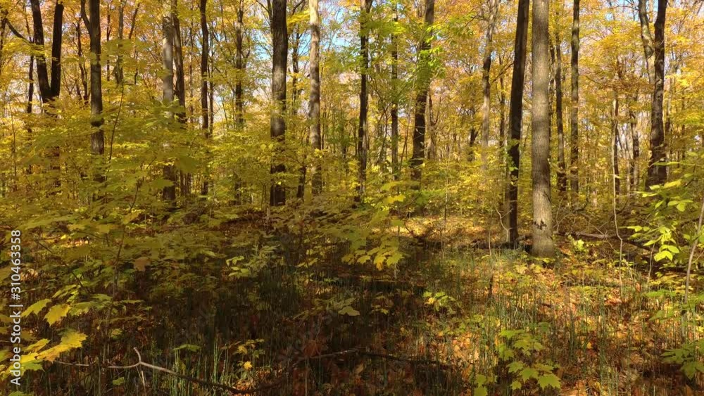 Very slow moving sequence of a drone flying in a forest in beautiful autumn Very slow moving sequence of a drone flying in a forest in beautiful autumn
