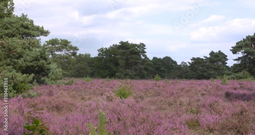 Blooming Dutch heathland with Scots Pine. Scattered young shoots of trees emerge. Without nature management the heathland would change into forest.
