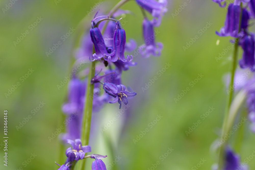 Hyacinthoides non-scripta blue flowers close up Hyacinthoides non-scripta blue flowers close up