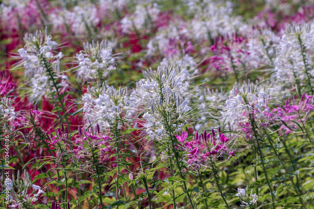 Obraz premium Close up pink Cleome hassleriana flower or spider flower in a garden.Commonly known as spider plant, pink queen, or Grandfather's Whiskers.Selective focus white and pink spider flowers.
