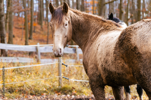 horse face portrait of a brown animal in autumn surroundings photo