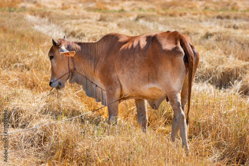 Fototapeta Naklejka Na Ścianę i Meble -  Red cows in the drought field after the harvest season, Thailand Southeast Asia