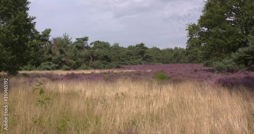 Pink blooming Dutch heathland with yellow grass. The grass is considered a weed in heathland. Heaths is considered a rare habitat in Europe.