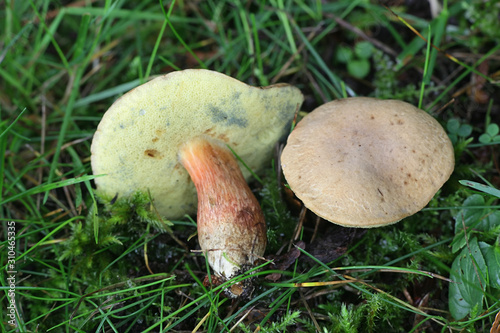 Hortiboletus bubalinus, a species of bolete fungus growing wild in Finland
