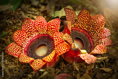 Couple Rafflesia flowers are in bloom on forest ground. photo