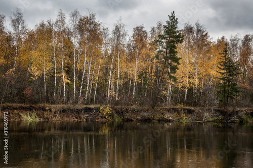 Autumn river birch trees reflection