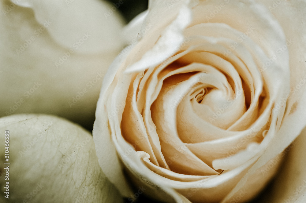 Obraz premium Close-up shot of rose in full bloom.