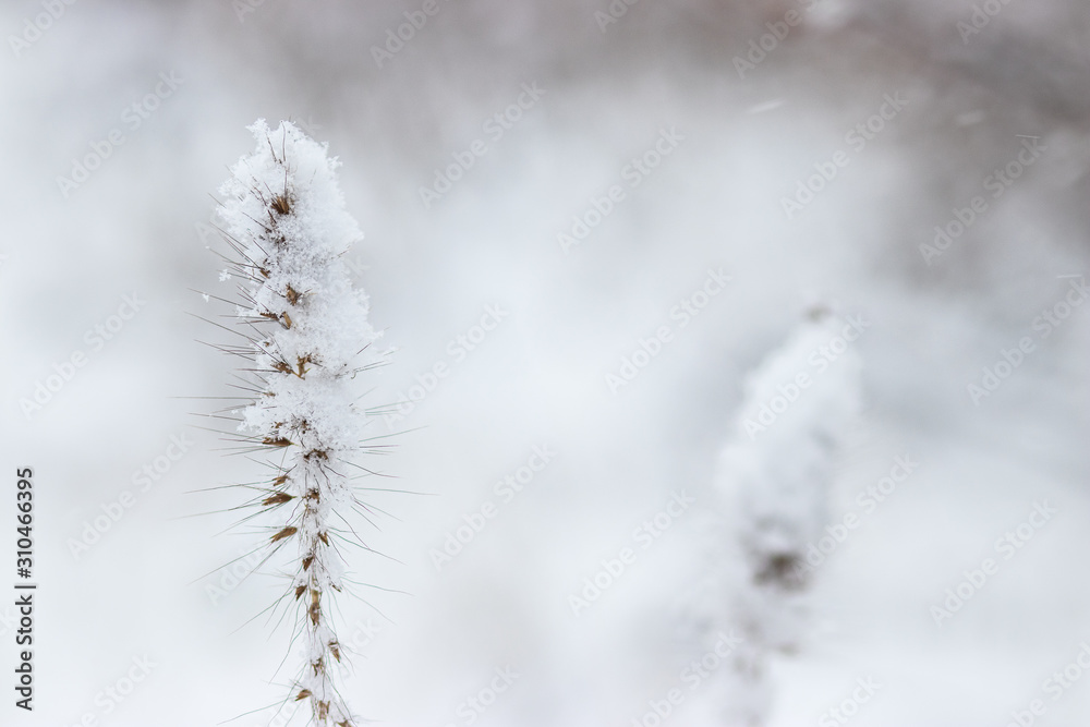 Close up of snow fall on reed grass on white blurred background. Close up of snow fall on reed grass on white blurred background.