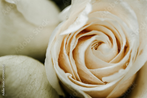 Close-up shot of rose in full bloom.