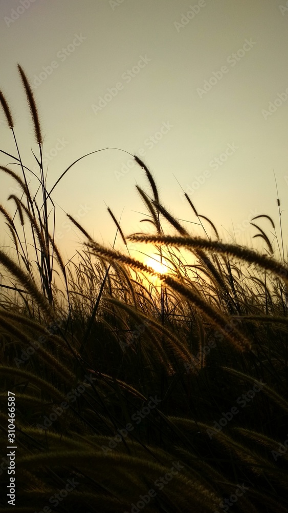 Fototapeta premium Grass And Sunset