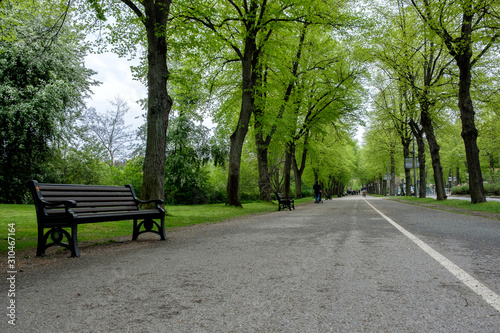Park alley, trees and benches. People are walking. Spring, Stockholm, Sweden. © Arkd
