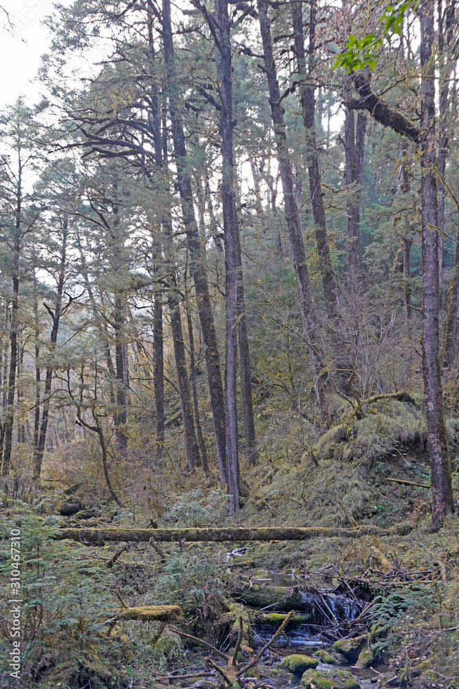 Forest in Bhutan, Bumthang Valley Forest in Bhutan, Bumthang Valley