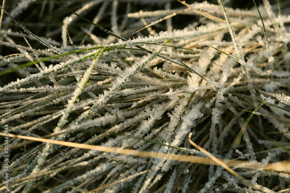 frozen texture of dry grass on the ground in early winter frozen texture of dry grass on the ground in early winter