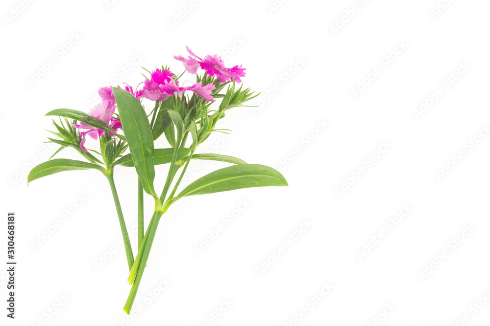 Obraz premium Dianthus chinensis