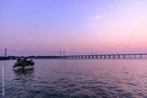 a small tree in the water on a winter sunset moment  shot in a coastal avenue of shenzhen  china