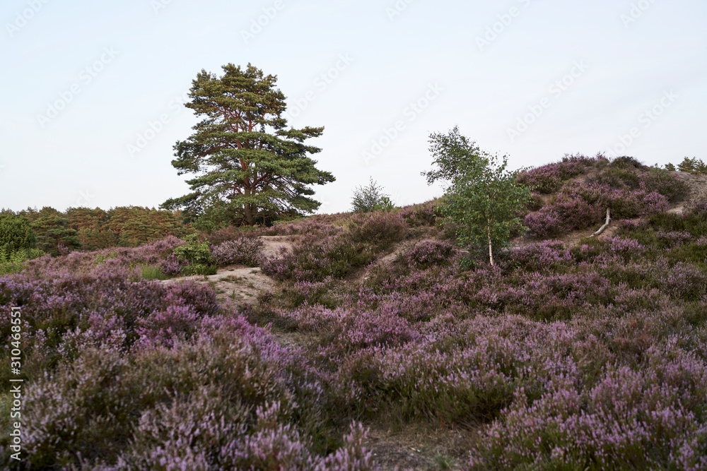 The blooming heather near Gifhorn / Germany in summer The blooming heather near Gifhorn / Germany in summer