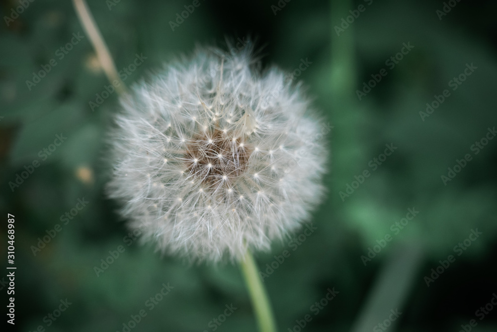 Nahaufnahme einer Pusteblume