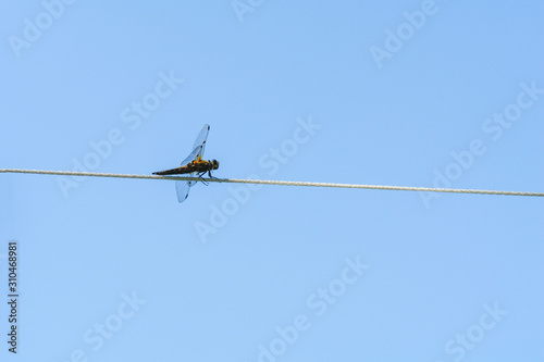 Dragonfly on rope against the blue sky