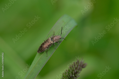 Seidenhaariger Schnellkäfer (Prosternon tessellatum)  photo