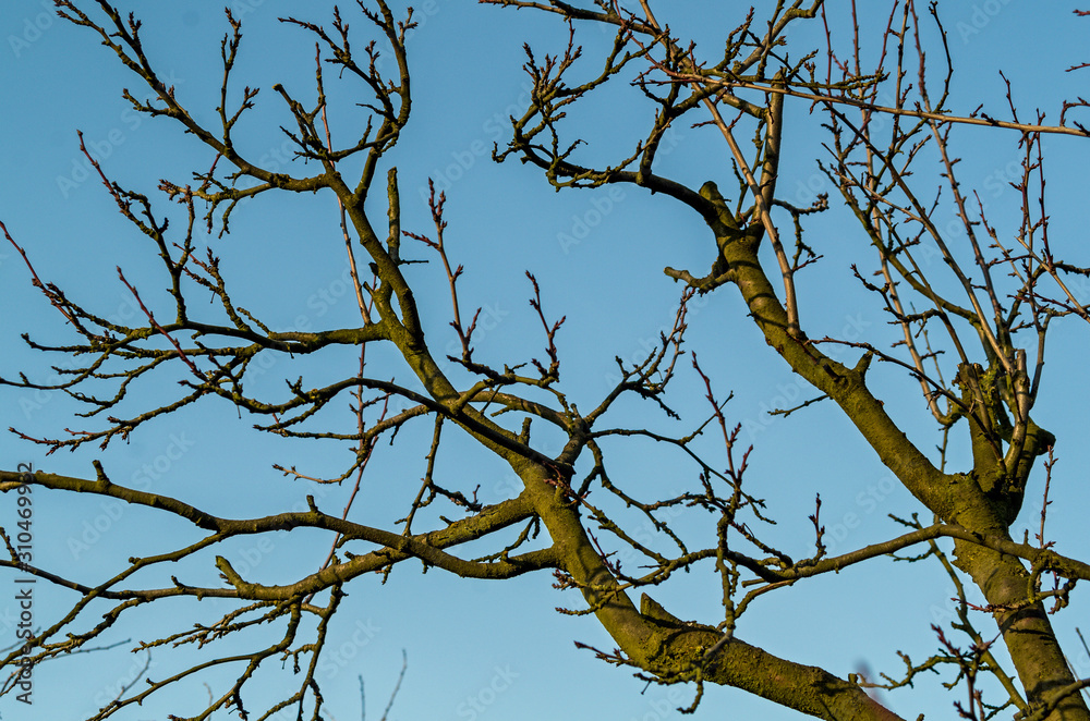 plum tree during the winter without leaves bare branches against the sky in the dim December sun Full frame zoom plum tree during the winter without leaves bare branches against the sky in the dim December sun Full frame zoom