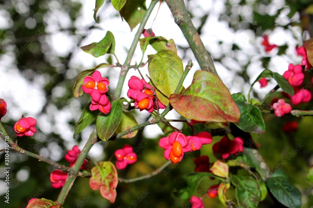 Flowers of a spindle bush Flowers of a spindle bush