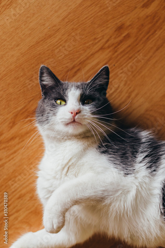 Beautiful white-gray fur cat lying on wooden floor, eyes open, gaze, top down shot © Robert Petrovic