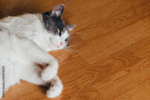Beautiful white-gray fur cat lying on wooden floor, eyes open