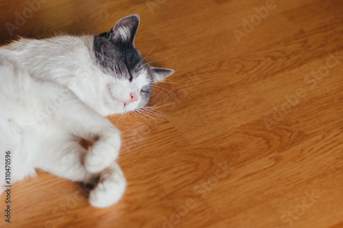Beautiful cat sleeping on floor, white-gray color of her fur